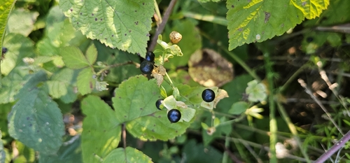 Berry Catchfly