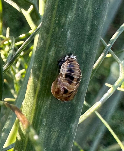 Asian Lady Beetle