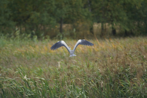 Grey Heron