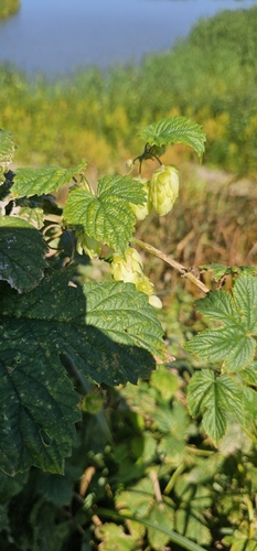 common hops