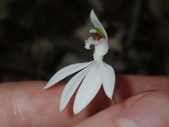 Caladenia picta