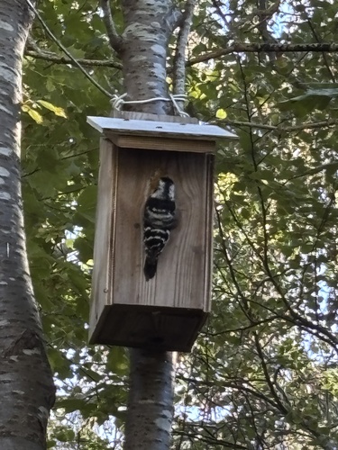 Lesser Spotted Woodpecker