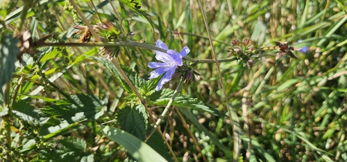 chicory