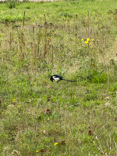 Eurasian Magpie