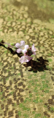 Common vervain