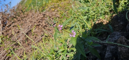 Marsh Woundwort
