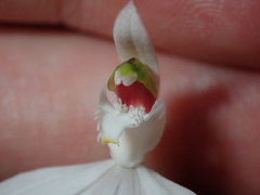Caladenia picta