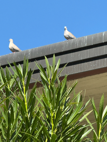 Eurasian Collared-Dove