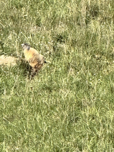 Alpine Marmot
