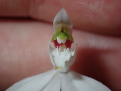 Caladenia picta
