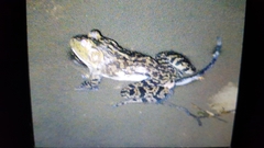 Lithobates catesbeianus