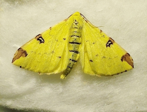 Brimstone Moth
