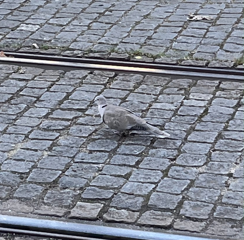 Eurasian Collared-Dove