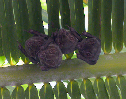 Artibeus jamaicensis, 2026-09-21