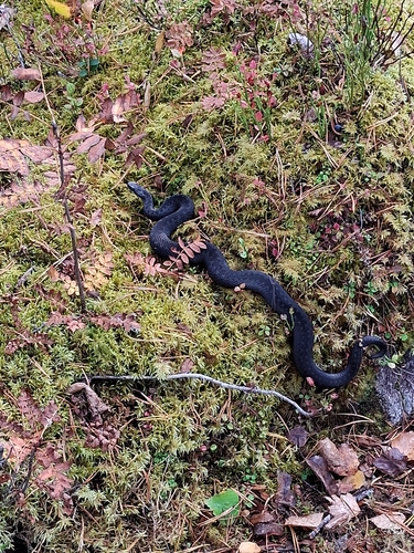 Adder