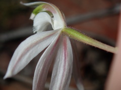 Caladenia picta