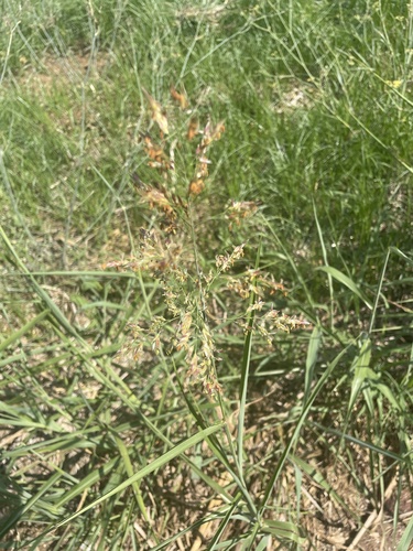 Johnson grass