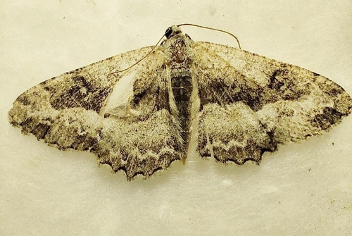 Mottled Beauty