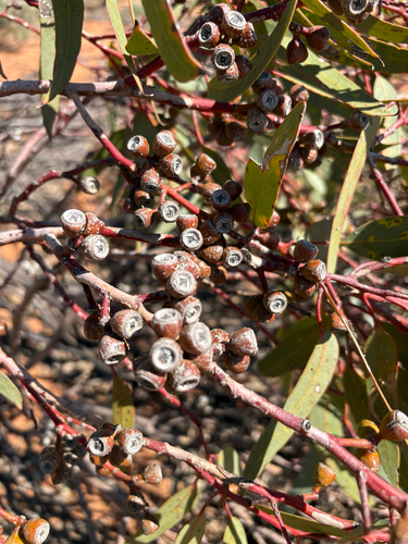 Eucalyptus dumosa observed 2026-09-22