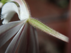 Caladenia picta
