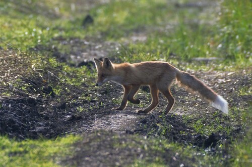 Red Fox