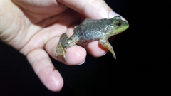 Lithobates catesbeianus