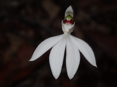 Caladenia picta