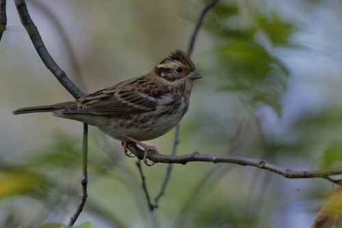 Rustic Bunting