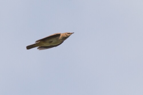 Black-throated Thrush