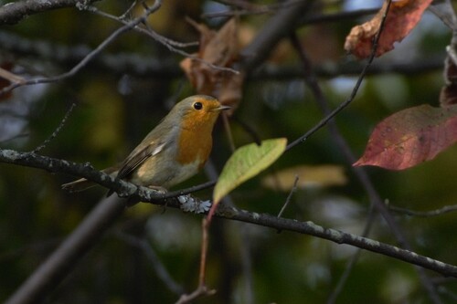 European Robin
