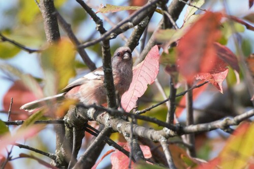 Long-tailed Rosefinch