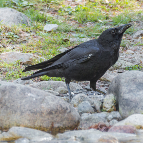 Carrion Crow