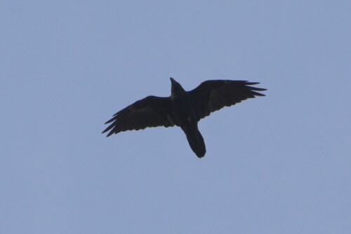 Common Raven