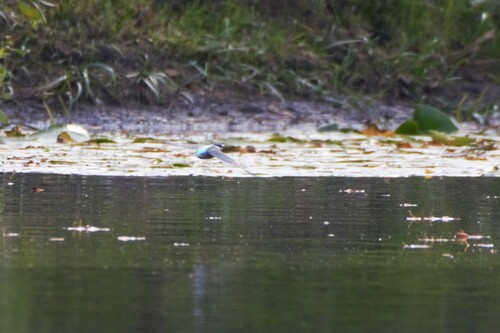 Common Kingfisher