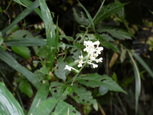 Pollia japonica, photograph 2