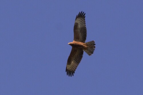 European Honey-buzzard