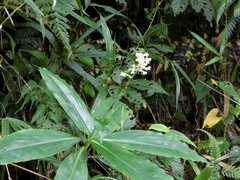Pollia japonica, photograph (c) mami_t_t, some rights reserved (CC BY)