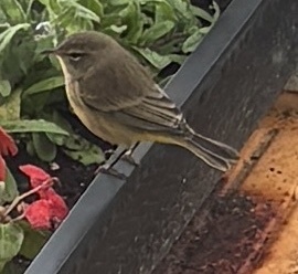 Palm Warbler