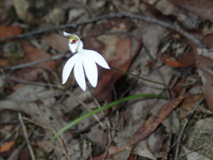 Caladenia picta