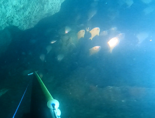 Pempheris rhomboidea observed 2026-09-22