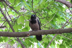 Corvus cornix