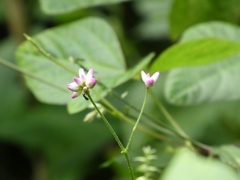 Persicaria senticosa