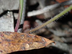 Caladenia picta