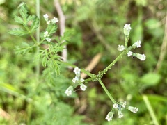 Torilis japonica