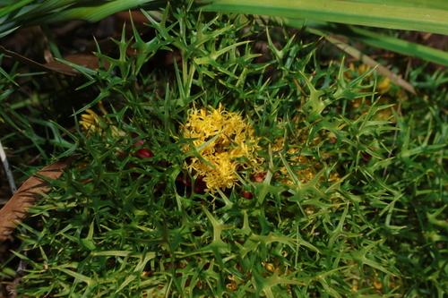 Isopogon ceratophyllus, photograph 6