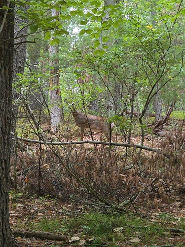White-tailed Deer