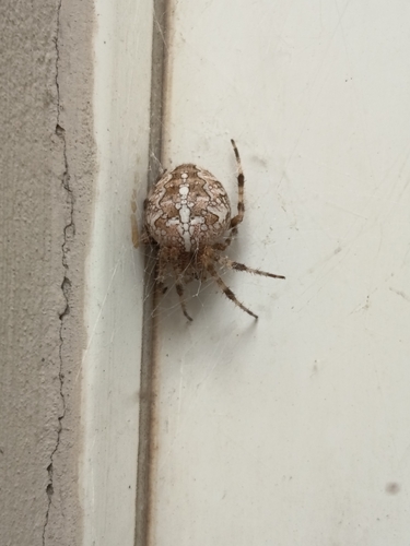 Cross Orbweaver