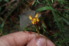 (c) Greg Tasney, some rights reserved (CC BY-SA) Diuris orientis, photograph (c) Greg Tasney, some rights reserved (CC BY-SA)