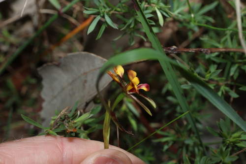 Diuris orientis, photograph 6