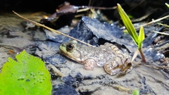 Lithobates catesbeianus